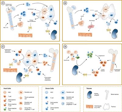 Chimerism-Based Tolerance to Kidney Allografts in Humans: Novel Insights and Future Perspectives